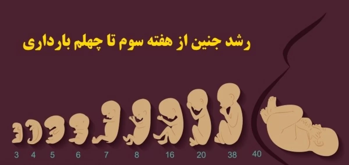 هفته های بارداری 