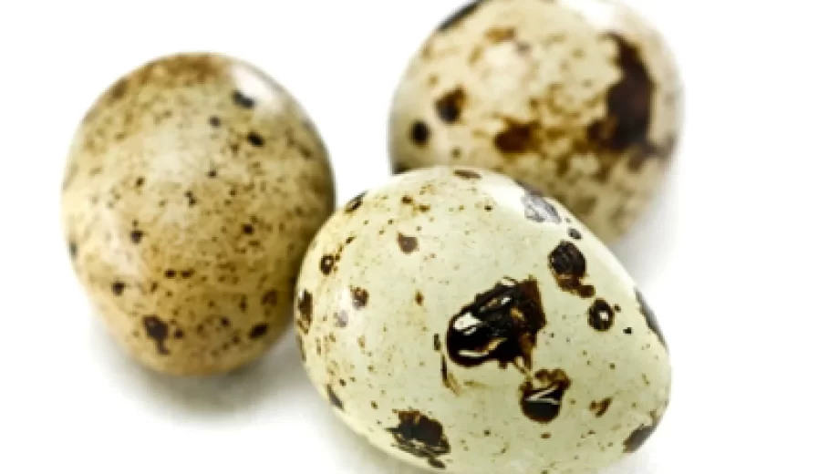 فواید شگفت انگیز تخم بلدرچین برای کودکان