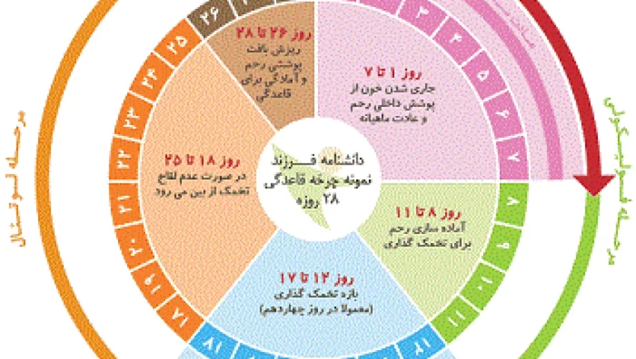 راه هایی برای افزایش شانس باروری و بهبود تخمک گذاری