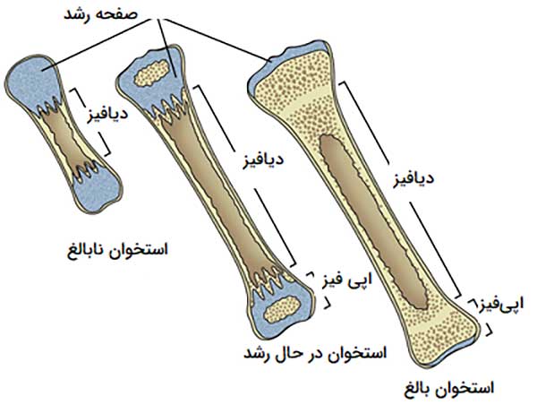 صفحه رشد استخوان کودک